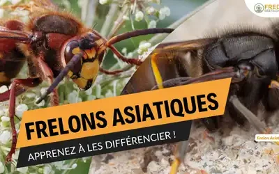 Lutte contre le frelon asiatique : apprenez à les différencier !