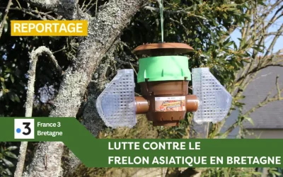 [REPORTAGE France 3 Bretagne] – Plan de lutte contre les frelons asiatiques