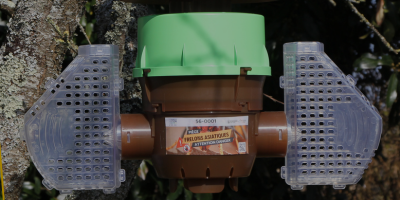 Pièges à frelon asiatique : bien les choisir